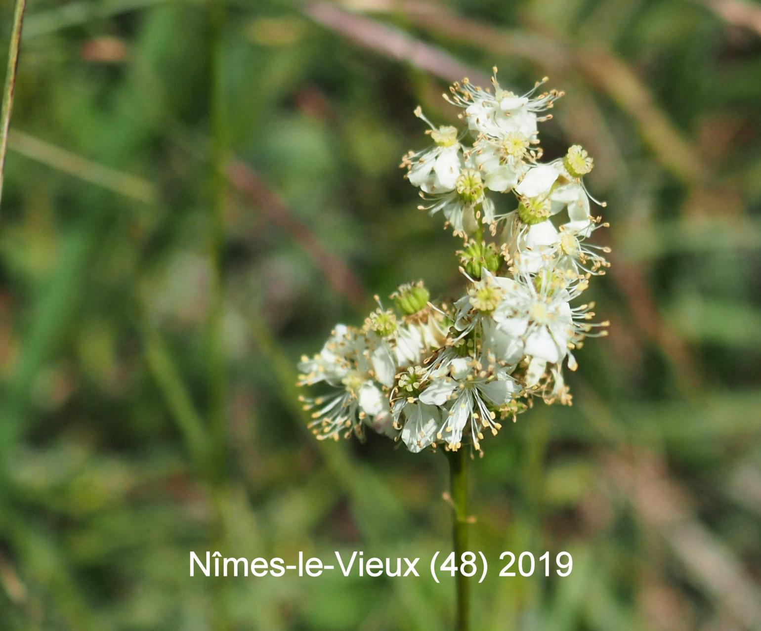 Dropwort